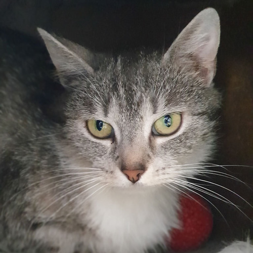 Aszesnaście-rezerwacja