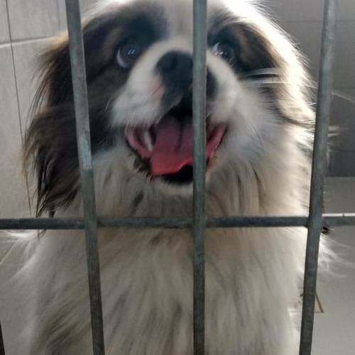 Snoopie - rezerwacja