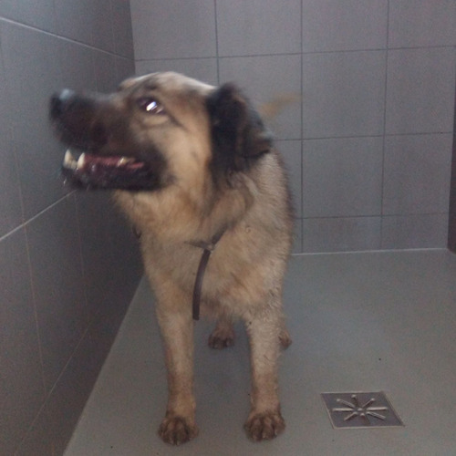 Szerszeń - odebrany