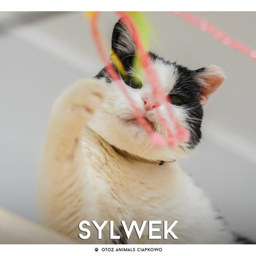 Sylwek