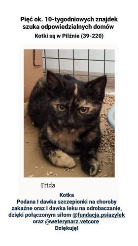 Frida