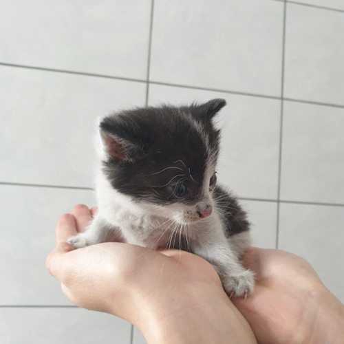 Miętus morelka mentos