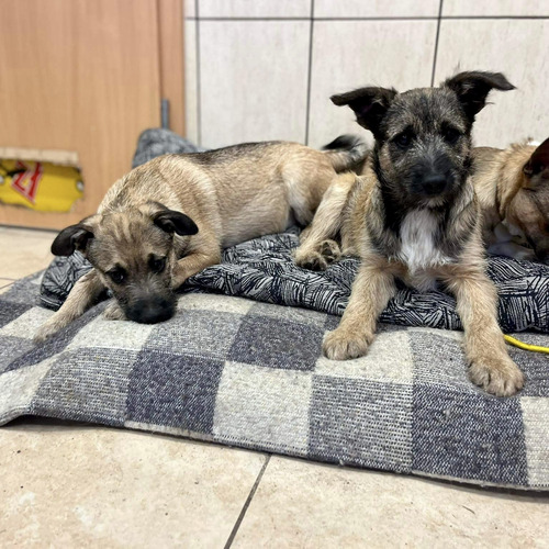 Rodzeństwo do adopcji