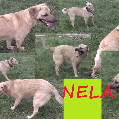 Nela