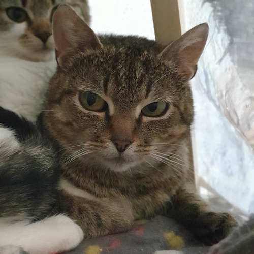 Żurawinka vel adziesięć