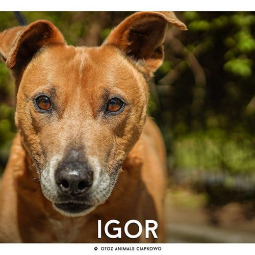 Igor