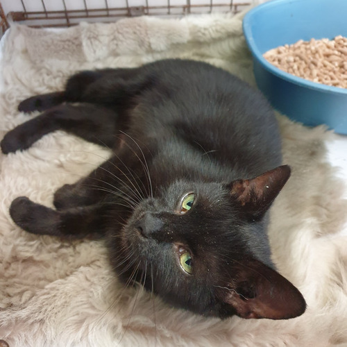 B czterdzieści osiem