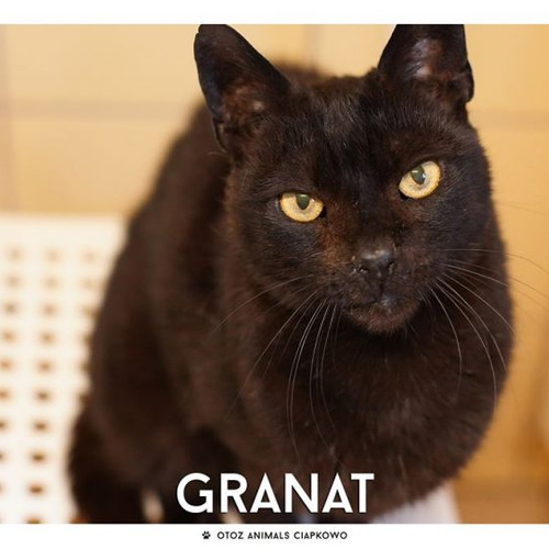 Granat