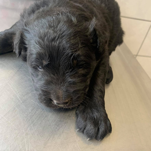 Motylek, ważka, glizdon