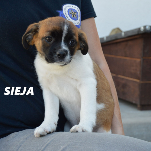 Sieja